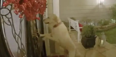 La perro está obsesionada con su vecina