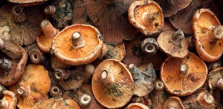 Setas de otoño en el restaurante Les Magnoles 