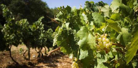 Uvas blancas de Málaga