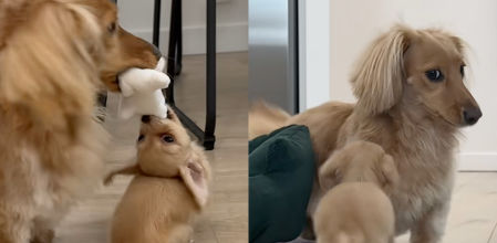 Una pelea de sofá que acabó con risas y millones de visualizaciones