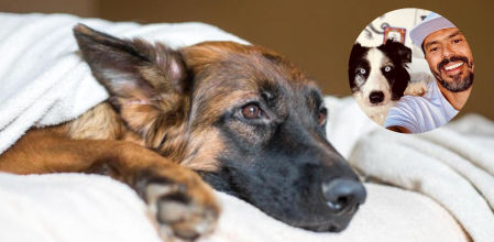 Héctor Carmona, adiestrador: “Si el perrito sufre de diarreas, gases, mal aliento o cambios de ánimos, la raíz puede estar en su microbiota intestinal”