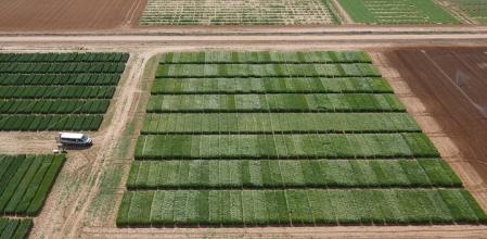 Una investigación de la UB muestra que las variedades seleccionadas en condiciones óptimas mantienen una producción alta incluso en situaciones adversas, como sequías o temperaturas elevadas.
Una investigación de la UB muestra que las variedades seleccionadas en condiciones óptimas mantienen una producción alta incluso en situaciones adversas, como sequías o temperaturas elevadas