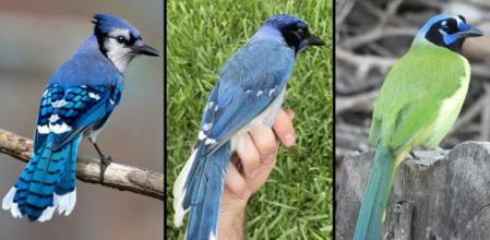 El pájaro híbrido (centro) es un cruce entre un arrendajo azul (izquierda) y un arrendajo verde (derecha).