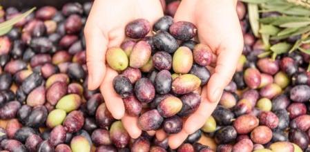 Aceite de oliva lampante