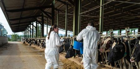 Proceso de vacunación en la zona afectada por la dermatosis nodular contagiosa.