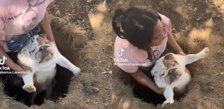 El perro ha llamado la atención de los usuarios con su actitud