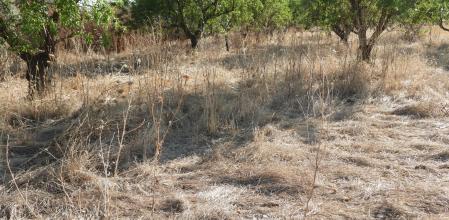 Reto visual de la libélula roja
