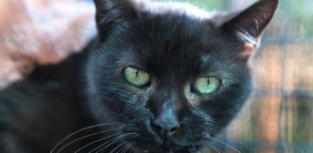 Uno de los gatos negros del Centro de Atención de Animales Domésticos de Terrassa