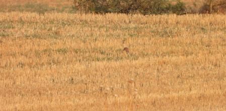 Reto visual: ¿Puedes ver la perdiz?