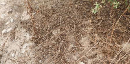 Reto visual: ¿Dónde está la lagartija?