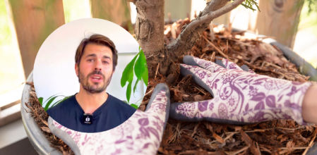 El acolchado es una mezcla de materiales orgánicos en descomposición que ayuda a las plantas a mantener un nivel de humedad óptimo y proteger las raíces del frío.