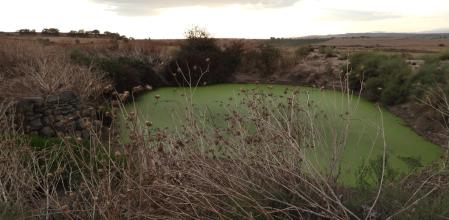 Reto Visual: ¿Puedes encontrar a todos los conejos de la fotografía?
