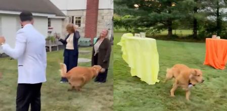 El animal no solo llamó la atención por su atuendo, sino por la alegría con la que se adueñó del momento