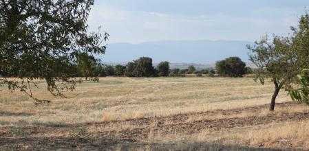 Reto visual: ¿Eres capaz de encontrar a los cuervos?