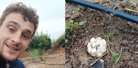 Un agricultor explica cómo plantar ajos.