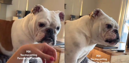 Pancake se ha quedado como el mejor ejemplo de cómo un perro puede adueñarse del cariño que recibe