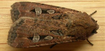 Las polillas Agrotis infusa son capaces de orientarse durante su migración gracias a las estrellas.