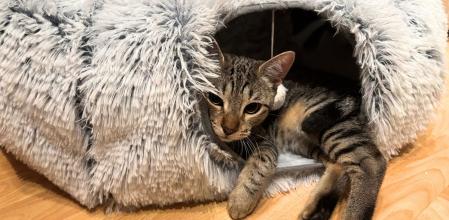 Mi gato en el dónut cama con túnel que le he comprado en Amazon