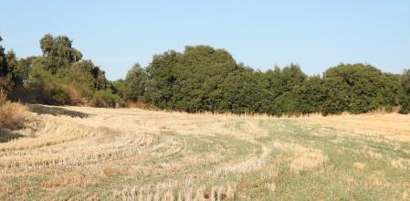 Reto visual: ¿Ves los conejos?