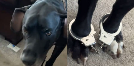 El gran danés no puso ninguna oposición a su arresto