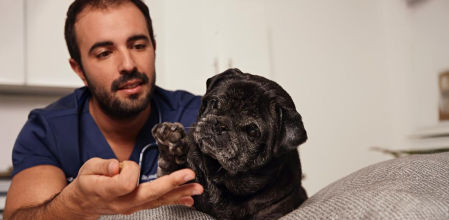 Andrés Santiago, veterinario clínico.