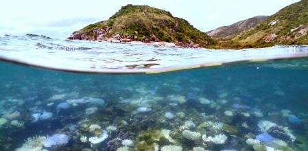 Foto submarina, tomada el 5 de abril de 2024, que muestra coral blanqueado y muerto en la Gran Barrera de Coral australiana