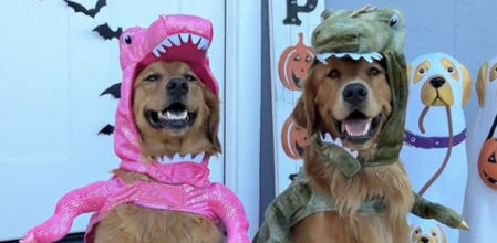 Los dos golden parecen encantados con sus disfraces