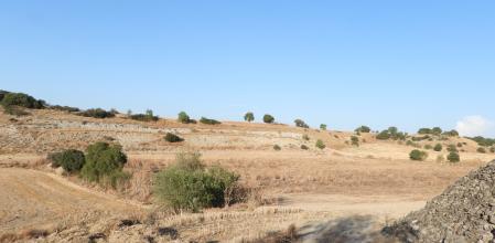 Reto visual: ¿Dónde está el aguilucho?