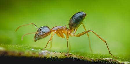 Este hongo consigue manipular a las hormigas para que busquen un lugar en el que pueda reproducirse