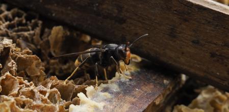 Un exemplar de vespa asiàtica o vespa velutina en un rusc dijous a Escairón(Lugo)