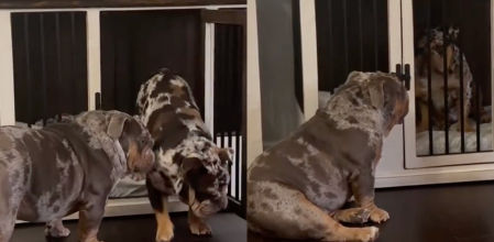 Barkley ignoró las órdenes y abrió la jaula sin dudar, desatando la sorpresa de su dueña