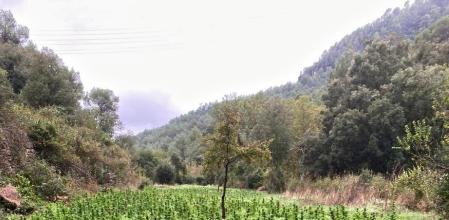 Plantación de marihuana hallada por los Mossos d'Esquadra en Pontils (Tarragona)