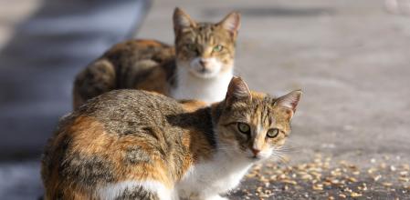 Paula Calvo, antrozoóloga: “Los gatos forman vínculos de apego comparables a los de un bebé con su figura de referencia”