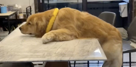 Este golden acabó en una posición comprometida y graciosa