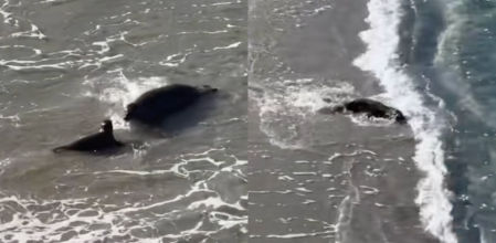 Este tipo de comportamientos son normales en los cachorros de foca, pero una madre siempre será una madre