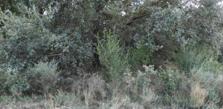 Reto visual: ¿Eres capaz de localizar a la mariposa?