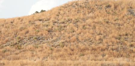 Reto visual: ¿Eres capaz de ver al aguilucho en esta imagen?