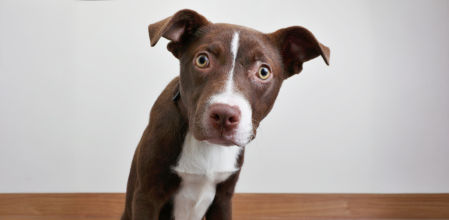 Qué significa cuando tu perro te mira fijo, según especialistas.&nbsp;<br>