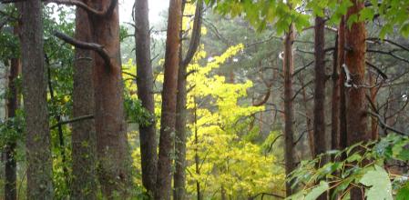 El bosque en torno al puente del Descalzo.