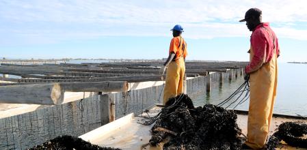 Dos pescadores con crías de mejillón.