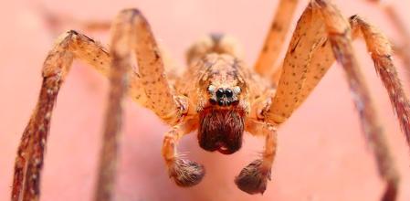 Los pedipalpos del macho de Zoropsis spinimana con forma de guantes de boxeo.