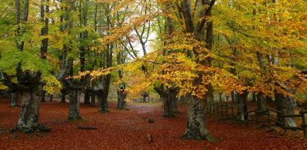 Parque Natural del Gorbea, uno de los destinos ideales para una escapada de otoño cerca de Bilbao.