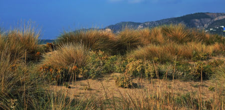 La restauración ecológica de los sistemas dunares del litoral del Baix Llobregat.