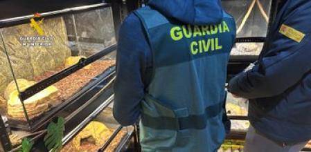 La Guardia Civil ha intervenido 472 animales exóticos protegidos, valorados en 85.000 euros