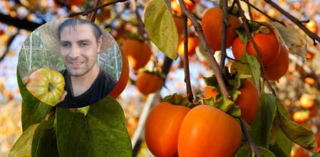 Un agricultor explica cuándo el caqui está maduro.