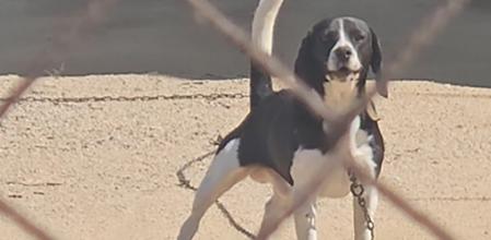 La entidad animalista ha presentado un contencioso contra el Ayuntamiento de Palafolls .