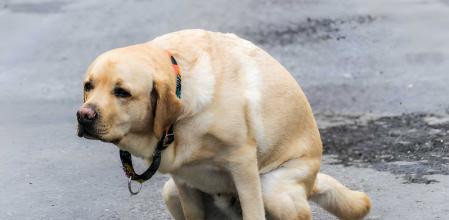 La identificación por ADN llega para localizar a los infractores
