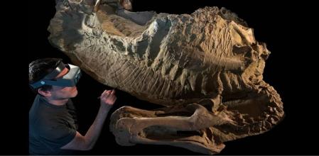 Los restos encontrados del dinosaurio Edmontosaurus annectens.