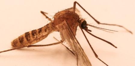Culex pipiens de molestus, ‘el mosquito del metro de Londres’, tiene un origen diferente al que se creía.