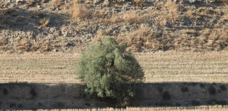 Reto visual: ¿Encuentras el aguilucho?